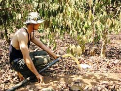 Severe water shortage is affecting large coffee growing areas in the Central Highlands (File photo: SGGP) Severe water shortage is affecting large coffee growing areas in the Central Highlands (File photo: SGGP)